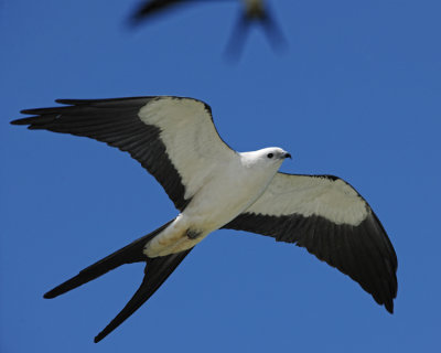 SWALLOW-TAILED KITE