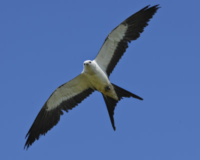 SWALLOW-TAILED KITE