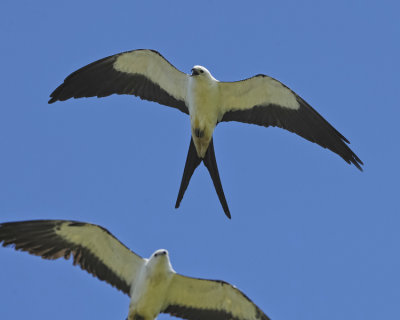 SWALLOW-TAILED KITE