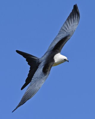 SWALLOW-TAILED KITE