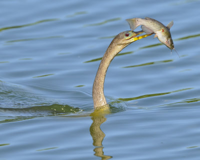 ANHINGA