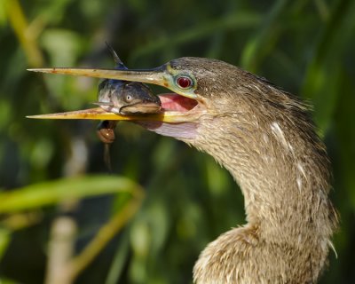 ANHINGA