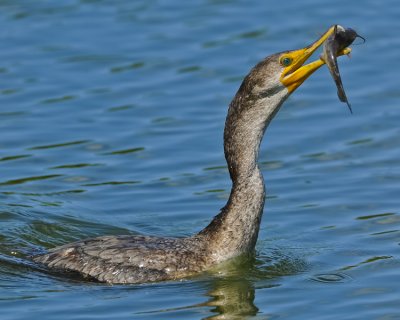 DOUBLE-CRESTED CORMORANT