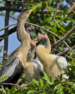 ANHINGA & CHICKS