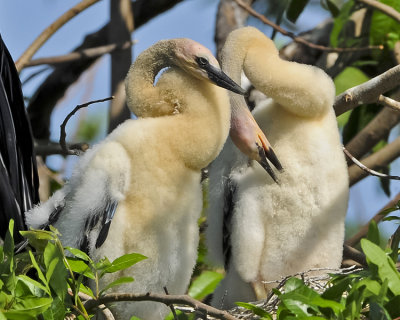 ANHINGA CHICKS