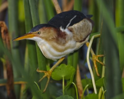 LEAST BITTERN