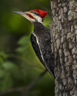 PILEATED WOODPECKER