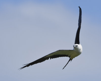 SWALLOW-TAILED KITE