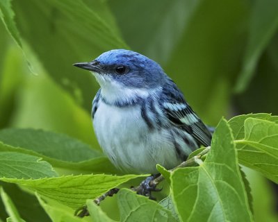 CERULEAN WARBLER