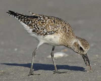 BLACK-BELLIED PLOVER