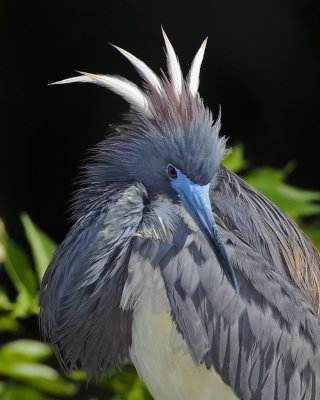 TRICOLORED HERON