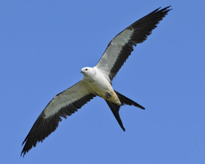 SWALLOW-TAILED KITE