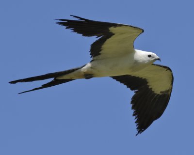 SWALLOW-TAILED KITE