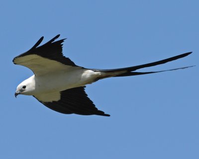 SWALLOW-TAILED KITE