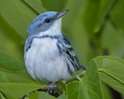 CERULEAN WARBLER