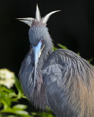 TRICOLORED HERON