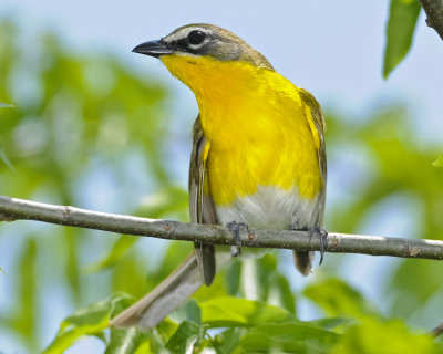 YELLOW-BREASTED CHAT