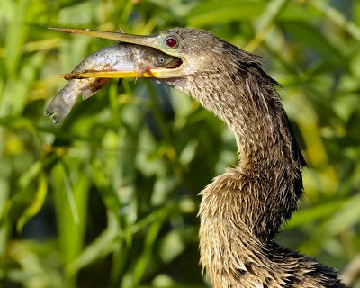 ANHINGA