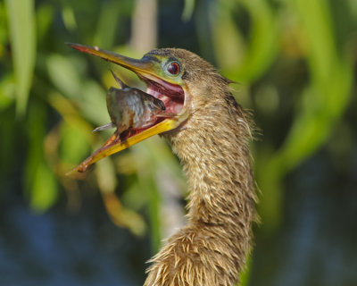 ANHINGA