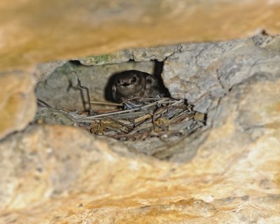 NORTHERN ROUGH-WINGED SWALLOW