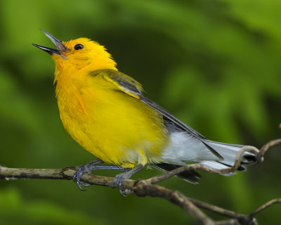 PROTHONOTARY WARBLER