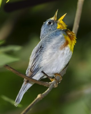 NORTHERN PARULA