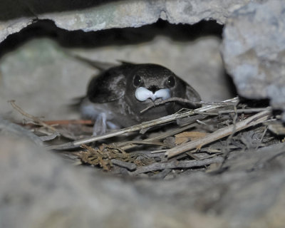 NORTHERN ROUGH-WINGED SWALLOW