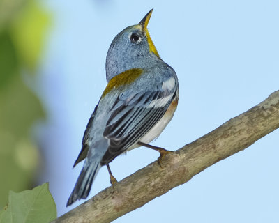 NORTHERN PARULA