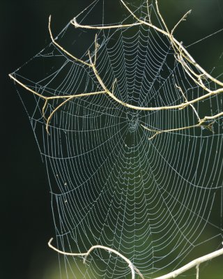 SPIDER WEB AND DEW