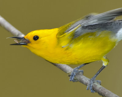 PROTHONOTARY WARBLER