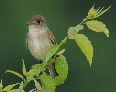 WILLOW FLYCATCHER