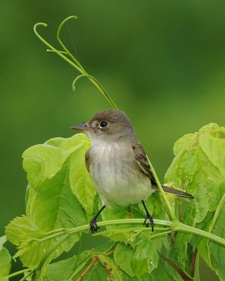 WILLOW FLYCATCHER