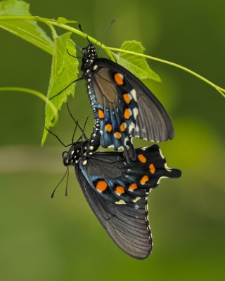 PIPEVINE SWALLOWTAIL