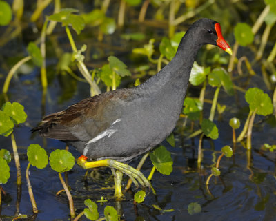 COMMON MOORHEN