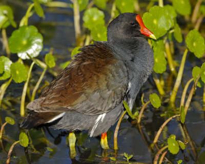 COMMON MOORHEN