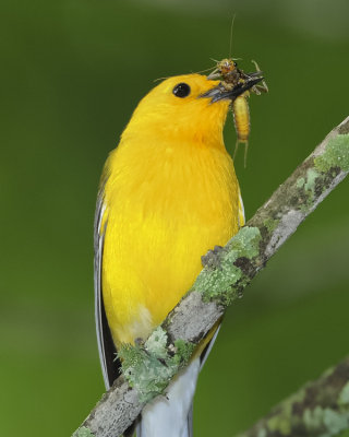 PROTHONOTARY WARBLER