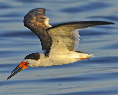 BLACK SKIMMER