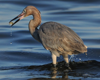 REDDISH EGRET