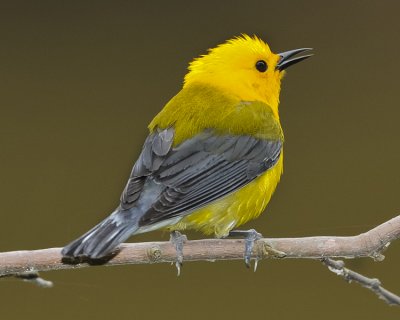 PROTHONOTARY WARBLER