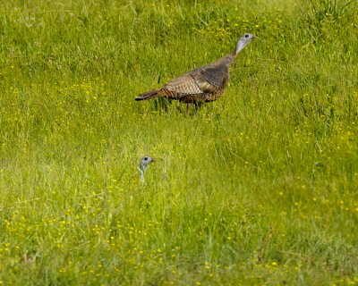 WILD TURKEY