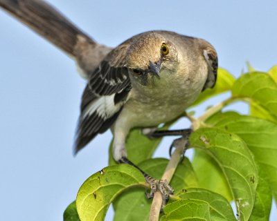 NORTHERN MOCKINGBIRD