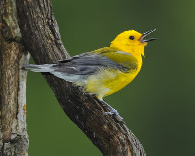 PROTHONOTARY WARBLER