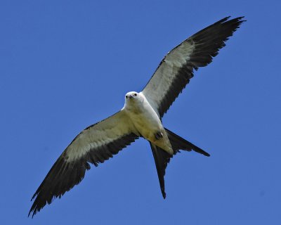 SWALLOW-TAILED KITE