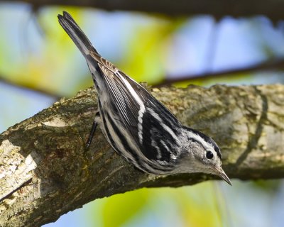 BLACK AND WHITE WARBLER