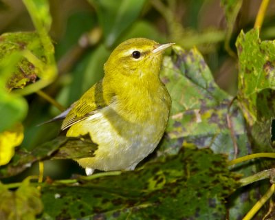 TENNESSEE WARBLER