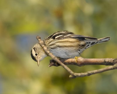 BLACK AND WHITE WARBLER