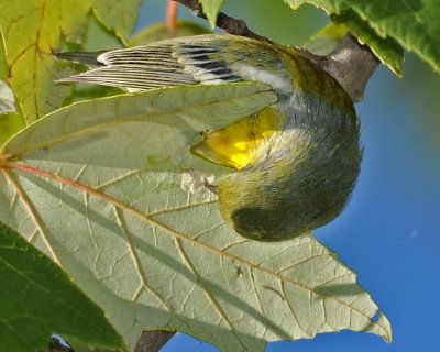 MAGNOLIA WARBLER