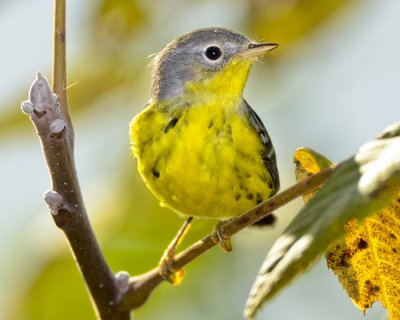 MAGNOLIA WARBLER