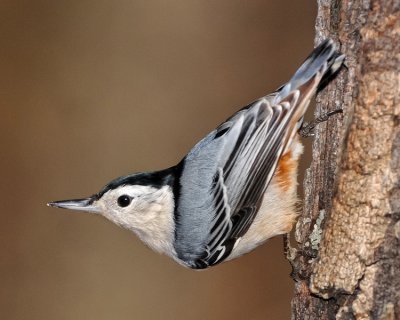 WHITE-BREASTED NUTHATCH