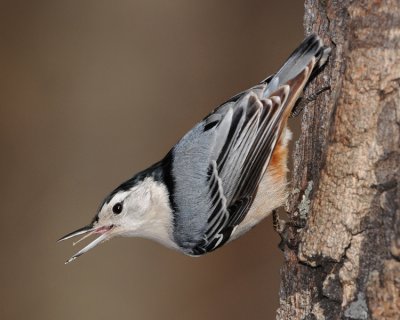 WHITE-BREASTED NUTHATCH